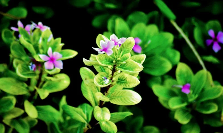 Kiderült, hogy az anyósom mégsem olyan szörnyű – gondoltam, miközben a feleségemmel való harcok felemésztettek