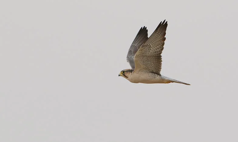 "Mami, ha nem fogadod el a döntésem, örökre elmegyek..." – Egy magyar család drámája a választásról, szeretetről és elengedésről