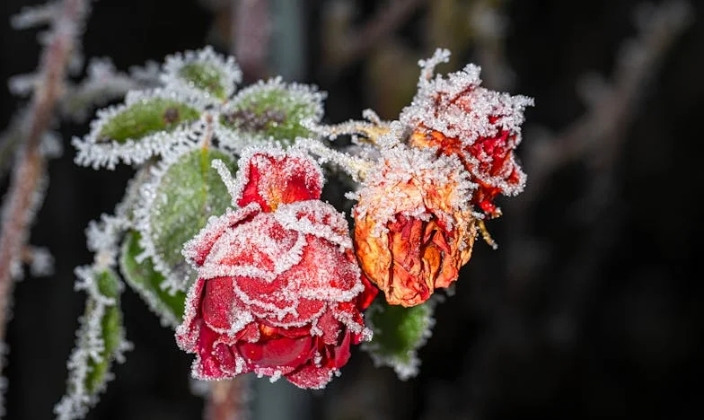 Öt évvel ezelőtt kölcsönadtuk az összes megtakarításunkat az anyósoméknak – most a férjem elengedné, de anyám nem hagyja