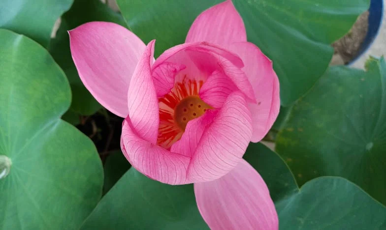 „Soha nem mondod meg, hogyan éljek!” – Egy magyar anyós vallomása a családi tragédia után