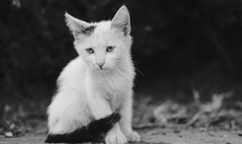 „Tíz éve tudom, hogy megcsalsz, de játszottam a boldog feleséget” – Egy magyar asszony vallomása huszonöt év házasság után