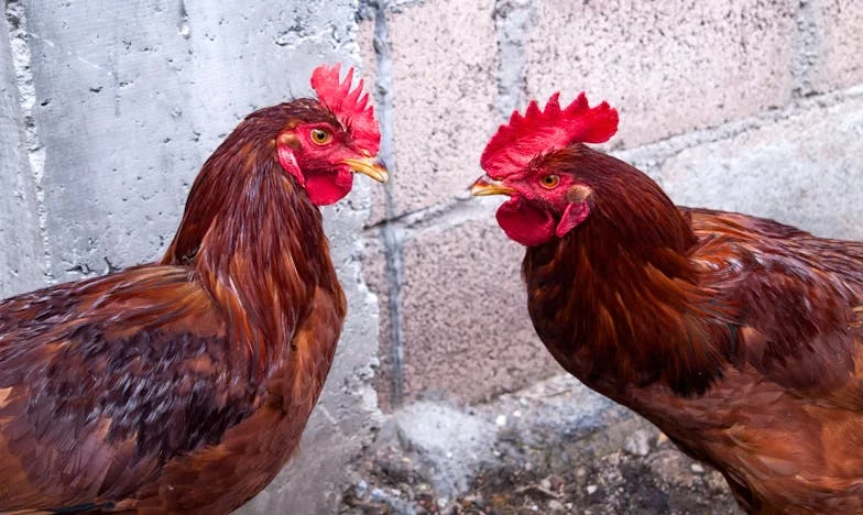 Tizenöt perc a csendben – Egy nagymama vallomása