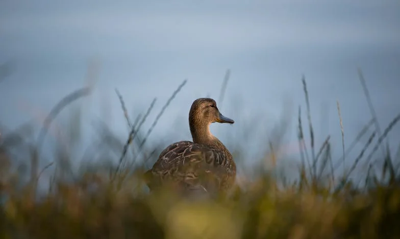 A hűtlenség súlya: Egy szerelem, ami sebet ejt és gyógyít