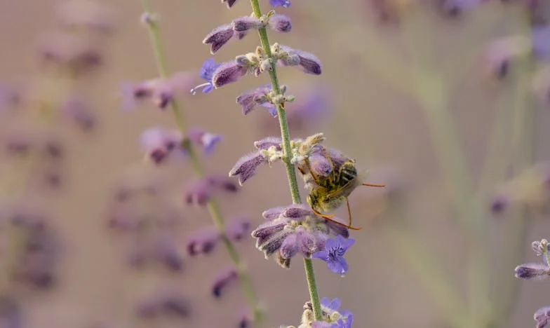 Az anyám a férfit választotta helyettem – egy magyar lány története a családi árulásról