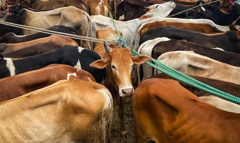 Az árulás éjszakája – Egy család széthullása egyetlen vallomás miatt