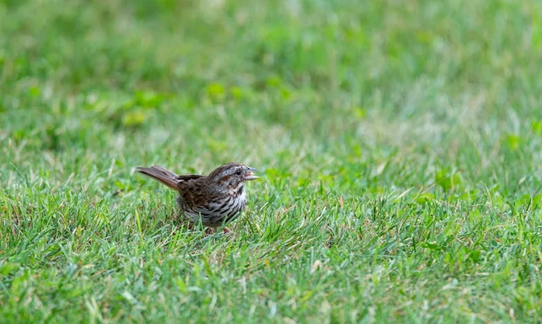 Az Esküvő, Amit Egy Idegen Árnyékolt Be – Egy Családi Titok Drámája