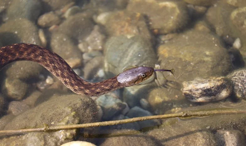 „Bence, ígérd meg, hogy vigyázol Zsófikára…” – Egy ígéret, ami mindent megváltoztatott