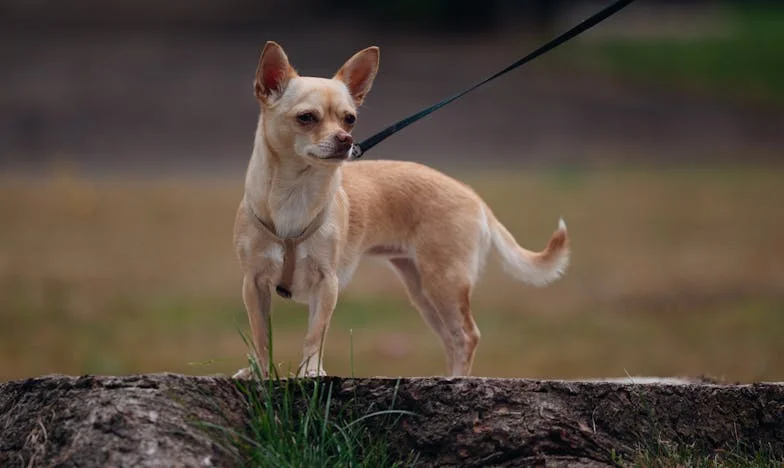 Egy váratlan látogatás: A múlt árnyai a jelenben