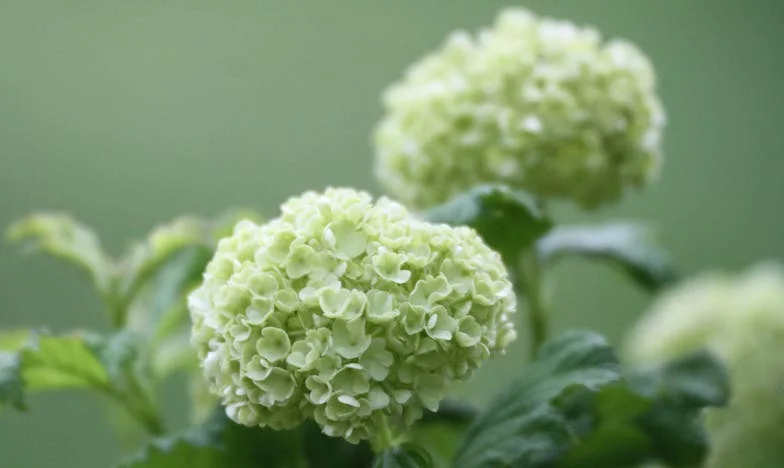 Egy váratlan látogatás: Hogyan lett a feszültségből családi ünnep?