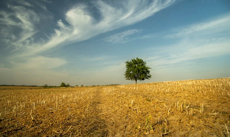 Futó a tányéron: hogyan rombolták szét egy macska miatti veszekedések a szerelmet