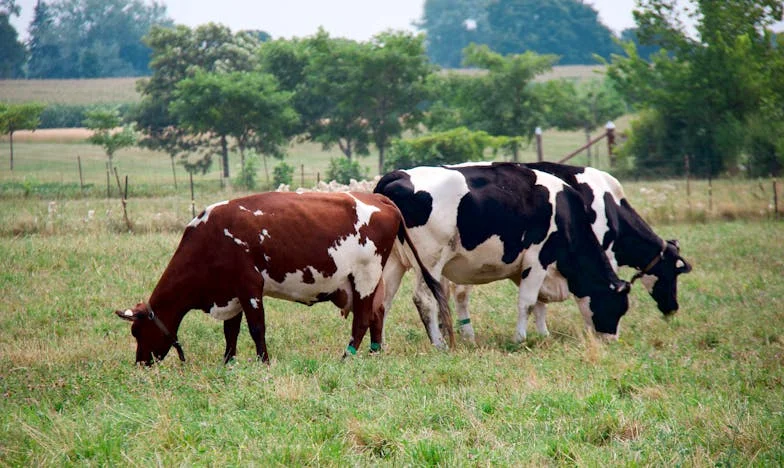 Hajnali harangszó és a seprű nyoma – Egy utcaseprő fia vagyok