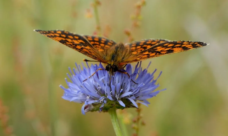 Hatvanévesen újra szívből – Egy szerelem, ami mindent felforgatott