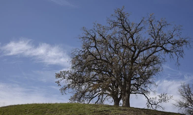 „Jönnek a vendégek!” – Egy családi hétvége, ami mindent megváltoztatott