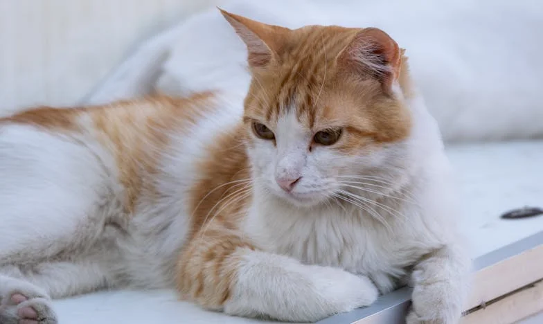 „Nem szívesség, hanem ajándék” – Egy magyar család hétvégi drámája a nagyszülőkkel