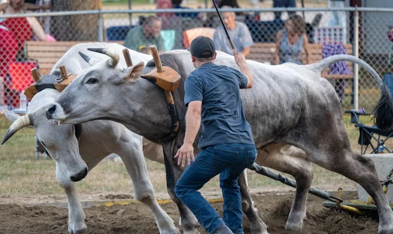 Nővérem árnyékában – Egy testvéri harc a családi elismerésért