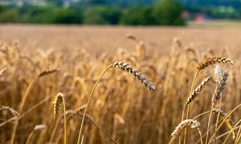 Titkos lány: Az igazság, ami mindent megváltoztatott