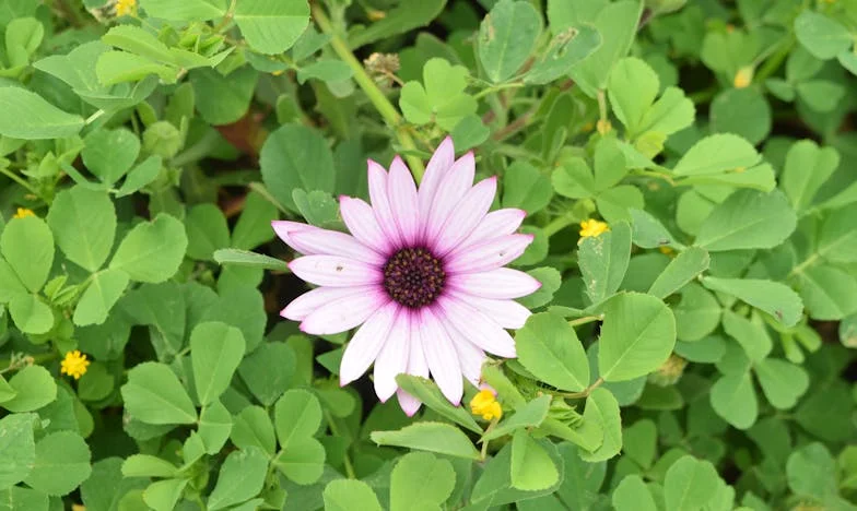 Visszatér-e a bumeráng? Egy magyar házasság története hűtlenséggel, családi árulással és újrakezdéssel