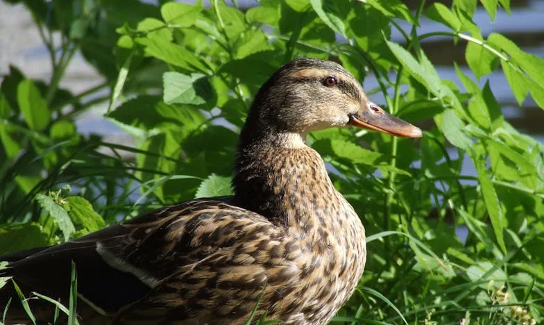 A kulcs, ami mindent kinyit – csak a bizalmat nem: Amikor rajtakaptam az anyósomat a szekrényemben