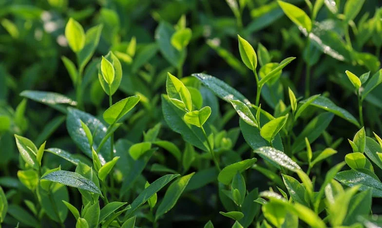 Amália múltja visszatér: Lánya titka, családi próbatétel