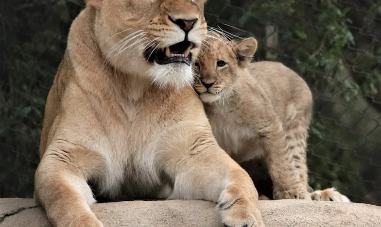 „Amikor a család már nem menedék” – Egy anya küzdelme a saját otthonában