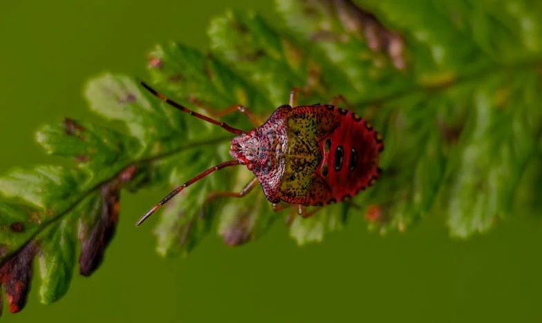Amikor a násznép ellenséggé vált: Egy esküvő, két család, és a csend ára