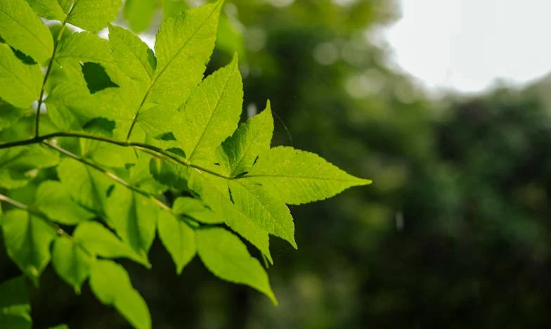 Amikor a szerelem harccá válik: Ivett és Dénes története