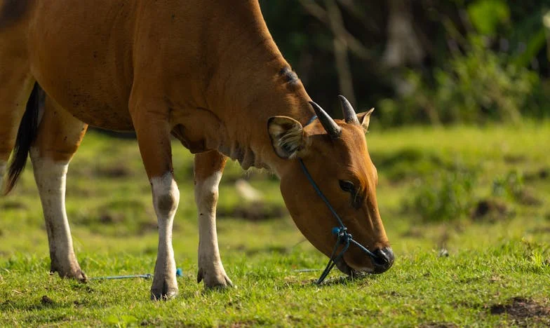 Amikor az anyáink összefogtak: Egy váratlan esküvő és családi vihar története