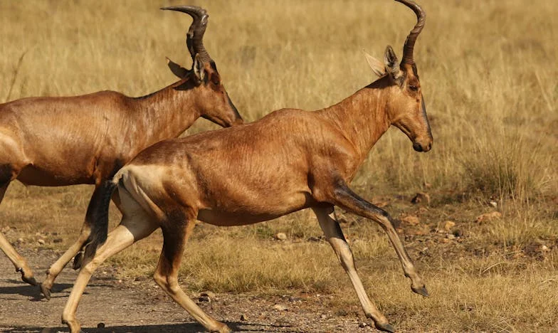 Amikor feleslegessé váltam: Egy magyar anyós vallomása