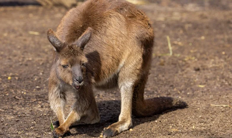 Anyai szív harca: Amikor a fiam szerelme próbára teszi a családot