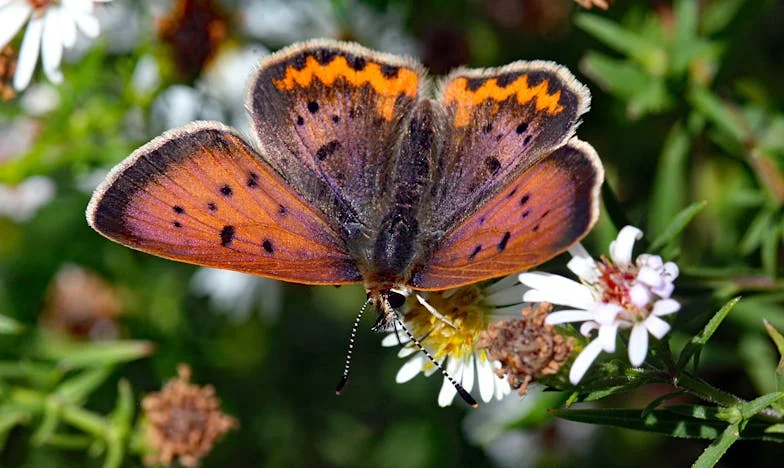 Anyósom árnyékában: Hogyan próbálták szétrombolni a házasságomat a pénz miatt