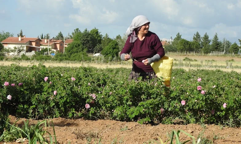 Az elveszett lányom: Egy anya vallomása a családi törésvonalakról