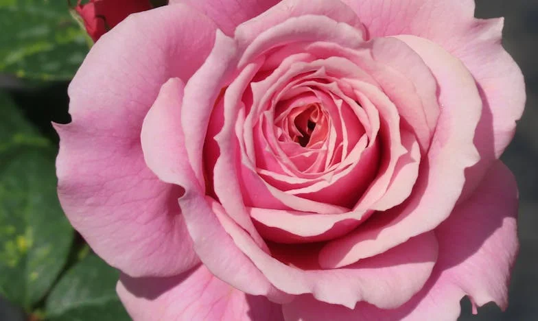 Az illúzió rabja: Amikor a szerelem hazugsággá válik