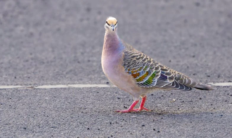 Balaton, anyós és üres pénztárca: Egy nyár, amit sosem felejtek el