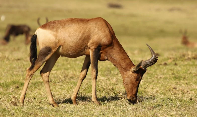 Béke a zsúfolt otthonban: Imádság és hit a családi káoszban