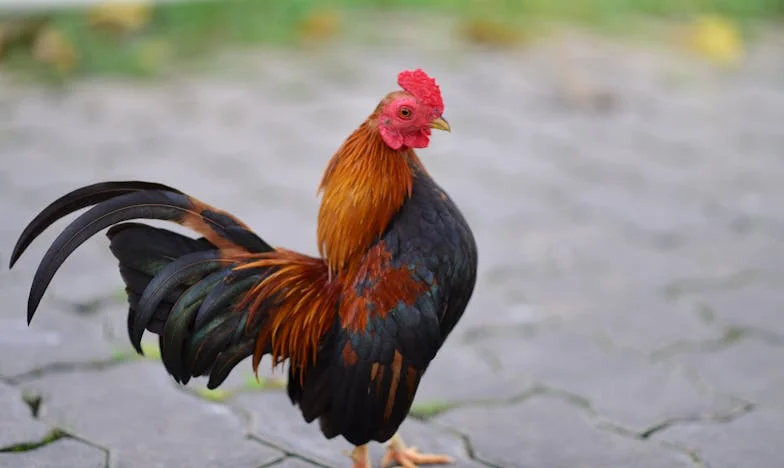 Egy idegen embersége: Amikor egy rendőr megmentette a karácsonyomat