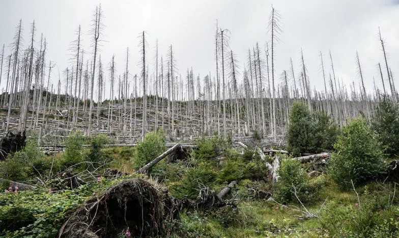Elvitte az unokámat a vejem – Egy vidéki nagymama fájdalmas dilemmája