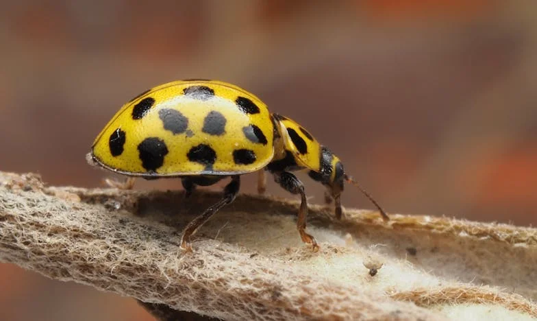 Miért Nem Hívott Fel Senki? – Egy Anyós Árnyékában