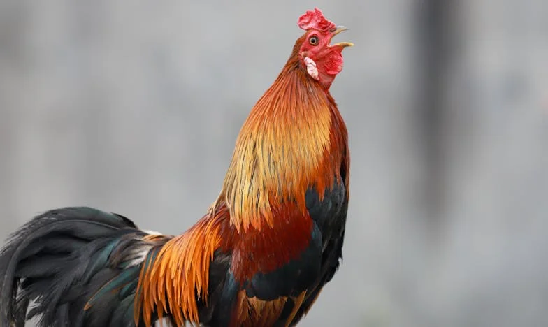 Nem tudtam megmenteni – Egy anya vallomása a veszteségről