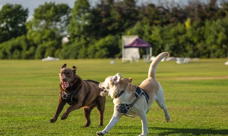 „Nézd csak, hogy kiöltöztek a közvetítők! Felnőtt ember ne viselkedjen kakasként!” – Egy magyar menyasszony története