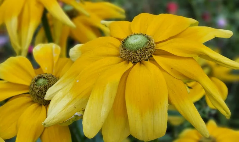 Szomszédból Feleség – Egy házasság határán