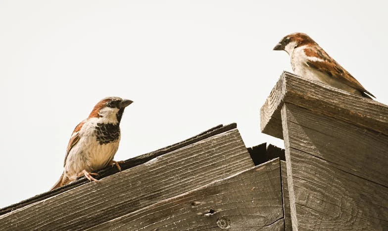 A csend, ami ordít: Egy új bébiszitter árnyékában