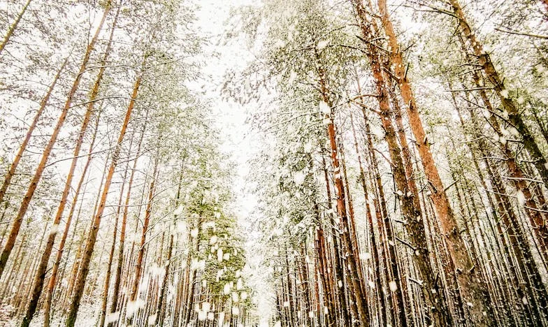 Amikor a gyerekek haza akarnak jönni: Egy váratlan hívás és a múlt árnyai
