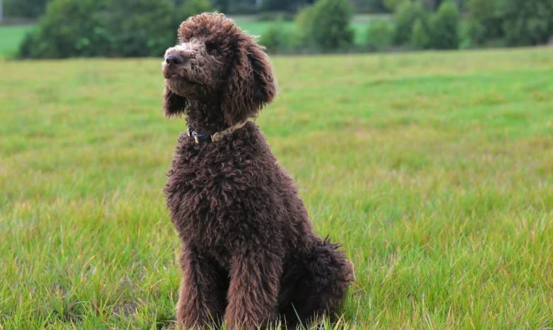 Amikor a nagyapám elfordult tőlünk: Egy család széthullásának története