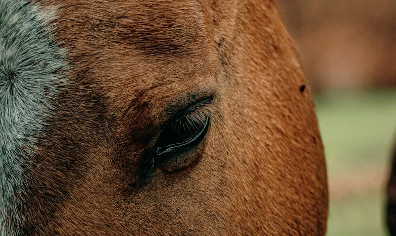 Amikor az anyós beköltözik – Egy magyar család széthullásának története