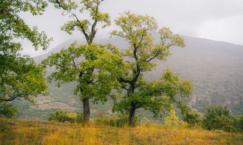 Amikor az anyós dönt helyettünk: Egy határhúzás története a magyar családban