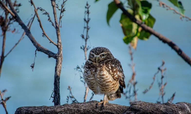 Döntés két otthon között: Lilla választása