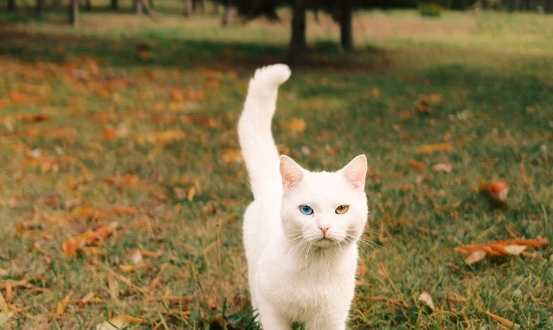 Harminc év után elhagyott – majd visszatért: Egy magyar nő története a megbocsátás és önbecsülés határán