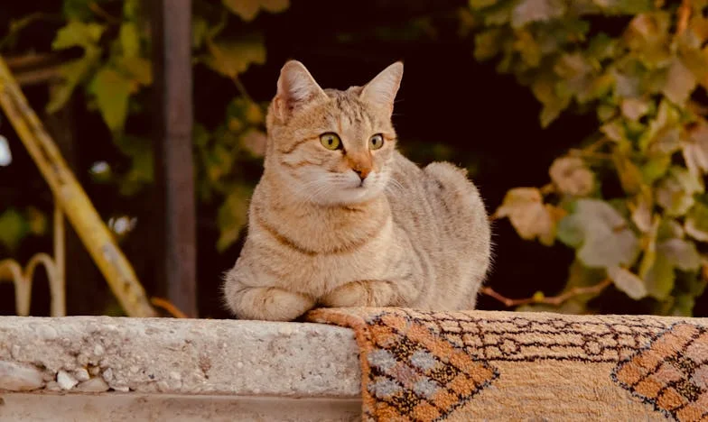 Hittel és Könnyekkel: Amikor a Férjem Hazahozta a Fiát