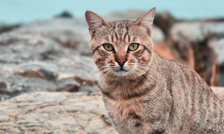Nem tudtam elfogadni a férjem gyermekeit – Egy mozaikcsalád árnyékában