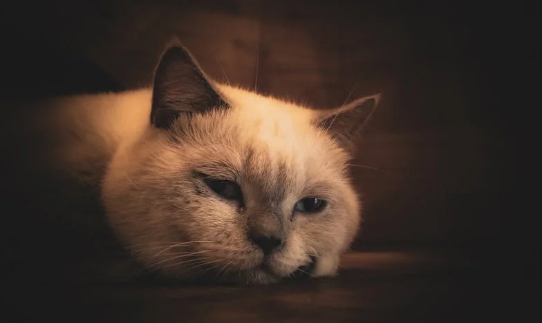 Nem tudtam megtapasztalni a szeretetet: Egy magyar család árnyékában